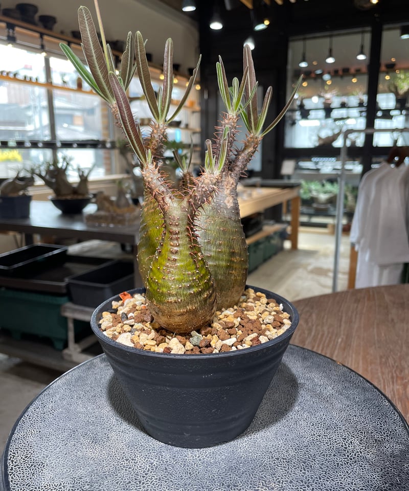 パキポディウム グラキリス 2頭 Pachypodium gracilius 発根済 (gk