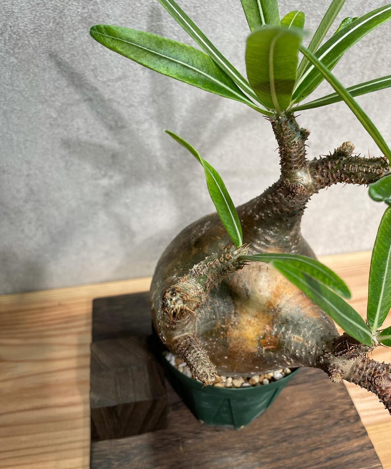 パキポディウム グラキリス Pachypodium gracilius 発根済(塊根
