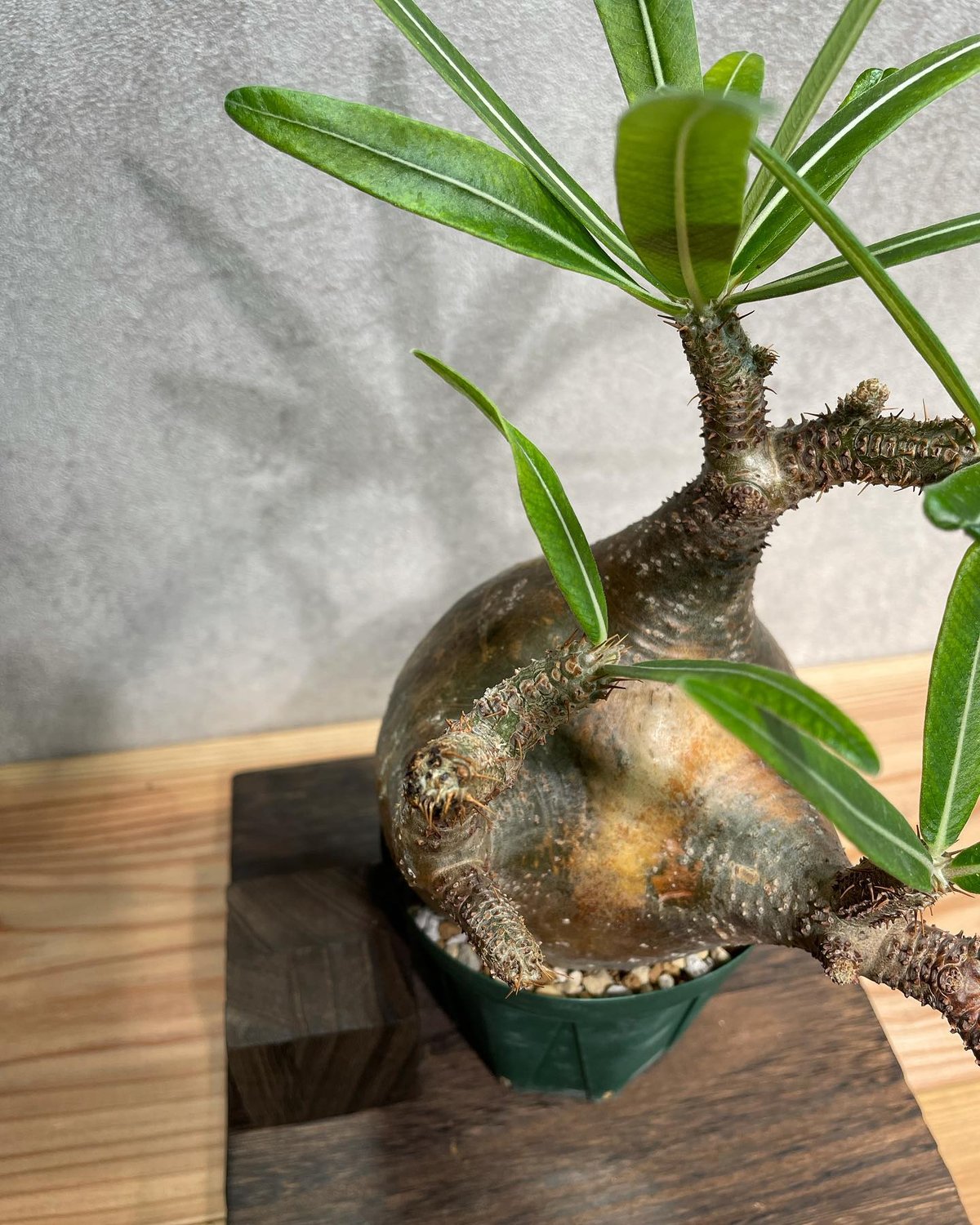 200粒種子パキポディウム・グラキリスPachypodium gracilius 10gracilius.jpg