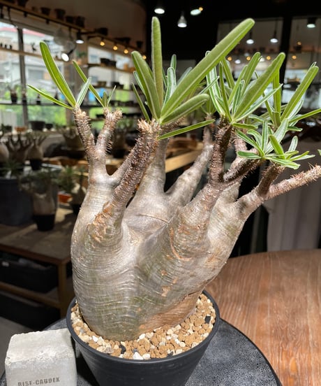 パキポディウム グラキリス　Pachypodium gracilius 　発根済　(gk-532)