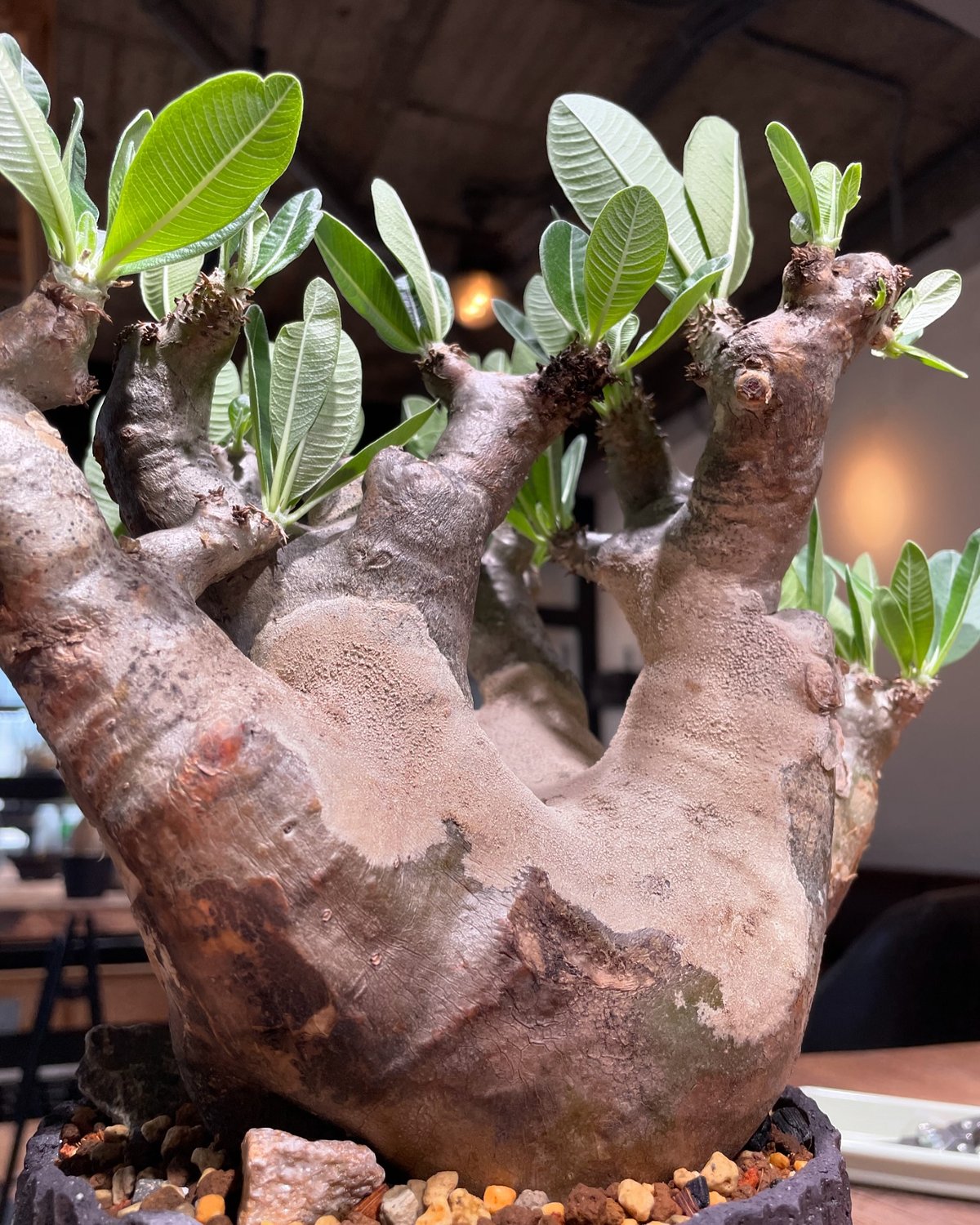 超特大 現地球 発根済み キフォステンマ マクロプス 山中勇人 y鉢付き 超特大 現地球 発根済み キフォステンマ マクロプス 山中勇人 y