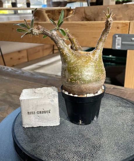 パキポディウム グラキリス　Pachypodium gracilius 　発根済　(gk-431)