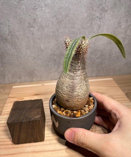 パキポディウム グラキリス　Pachypodium gracilius 　発根済　(商品番号gk-61valiem)  VALIEM 　BOWL　sizeXS　(VALIEMタグ付き)