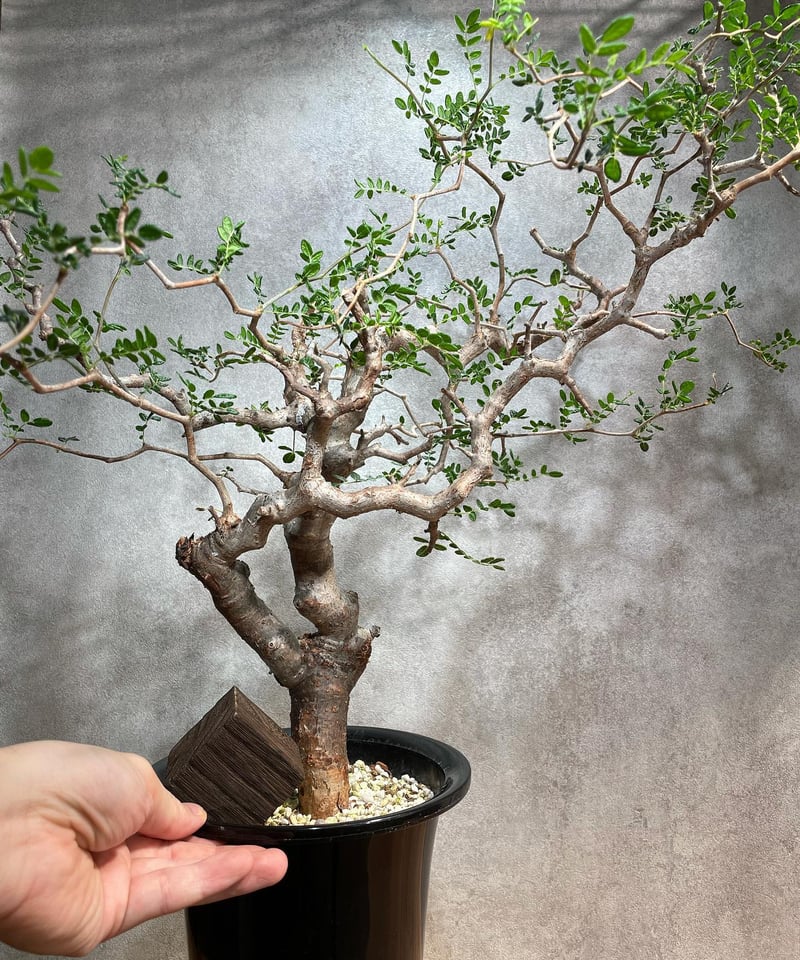 コミフォラ モンストローサ /Commiphora monstrosa 発根済 (幹幅約3....