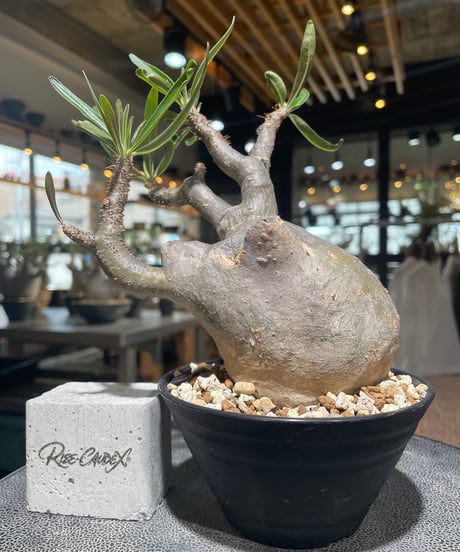パキポディウム グラキリス　Pachypodium gracilius 　発根済　(gk-558)
