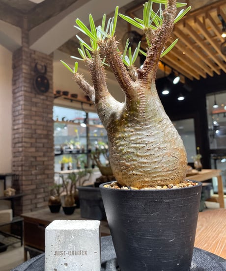 RISE-CAUDEX ONLINE STORE