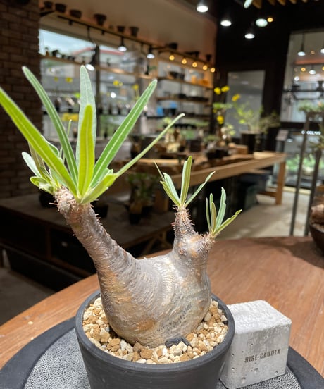 パキポディウム グラキリス　Pachypodium gracilius 　発根済　(gk-462)