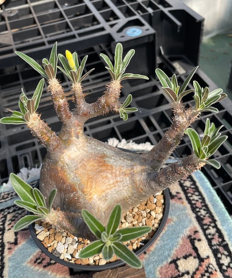 パキポディウム グラキリス　Pachypodium gracilius 　発根済　(gk-416)