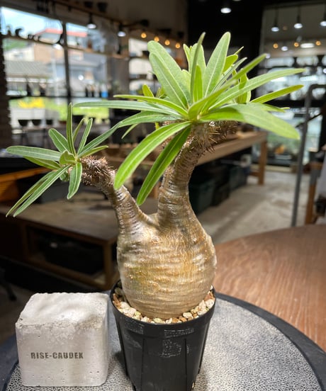 パキポディウム グラキリス　Pachypodium gracilius 　発根済　(gk-487)