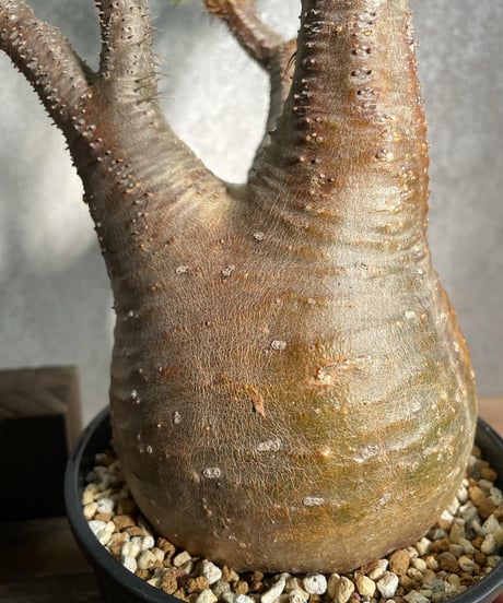 パキポディウム グラキリス　Pachypodium gracilius 　発根済　(商品番号gk-13)