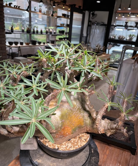 パキポディウム グラキリス　Pachypodium gracilius 　発根済　(gk-496）