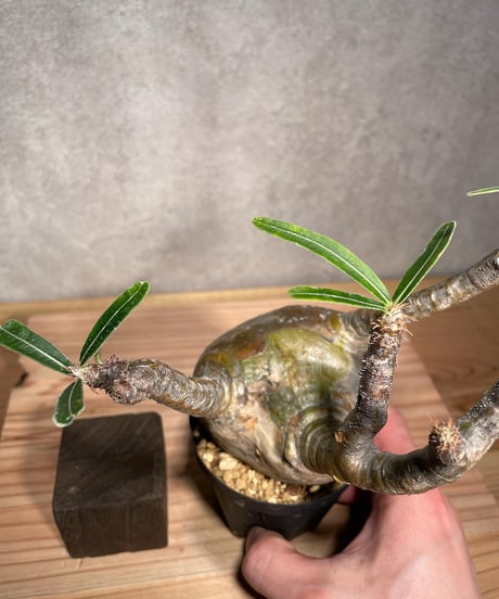 パキポディウム グラキリス　Pachypodium gracilius 　発根済　(商品番号gk-41)