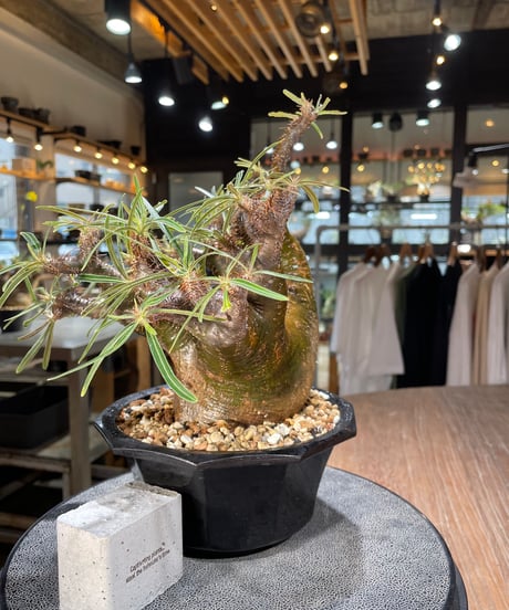 パキポディウム グラキリス　Pachypodium gracilius 　発根済　(gk-569)