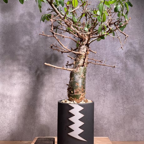 ハベシニカ | STORES