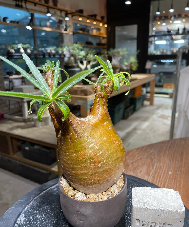 パキポディウム グラキリス Pachypodium gracilius 発根済 (gk-51