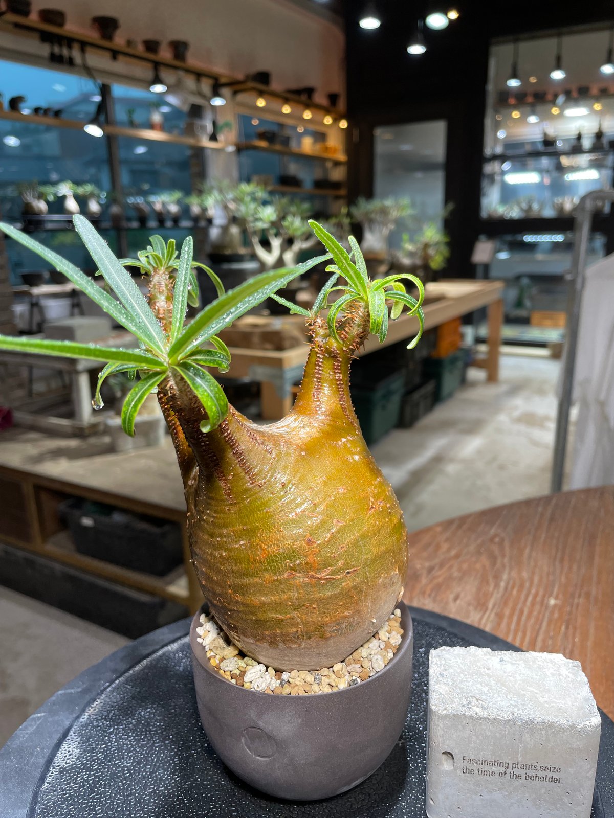 パキポディウム グラキリス Pachypodium gracilius 発根済 (gk-51