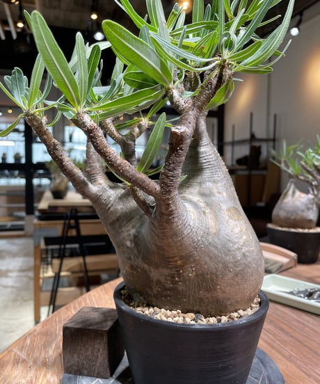 パキポディウム グラキリス　Pachypodium gracilius 　発根済　(gk-367)