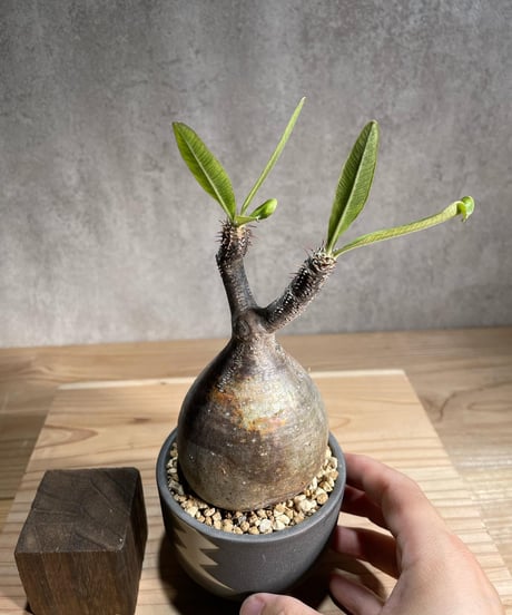 パキポディウム グラキリス　Pachypodium gracilius 　発根済　(商品番号gk-97valiem)  VALIEM 　(VALIEMタグ付き)