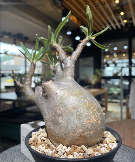 パキポディウム グラキリス　Pachypodium gracilius 　発根済　(gk-558)