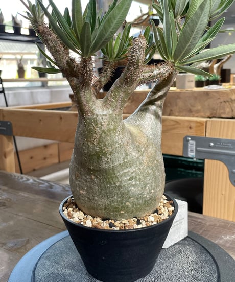 パキポディウム グラキリス　Pachypodium gracilius 　発根済　(gk-429)