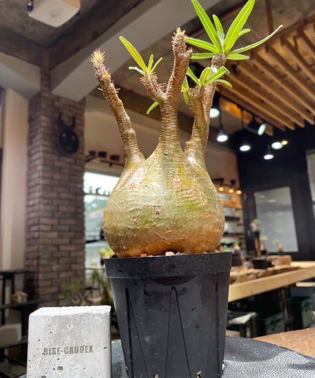 パキポディウム グラキリス　Pachypodium gracilius 　発根済　(gk-468)