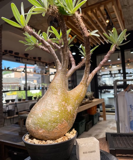 パキポディウム グラキリス　Pachypodium gracilius 　発根済　(gk-506）
