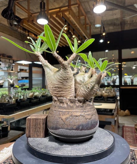 パキポディウム グラキリス　Pachypodium gracilius 　発根済　(gk-237) 鉢:姫野翔太