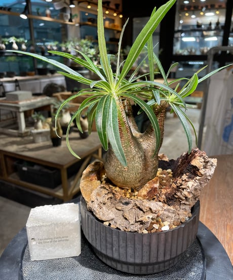 パキポディウム グラキリス　Pachypodium gracilius 　発根済　(gk-514valiem）