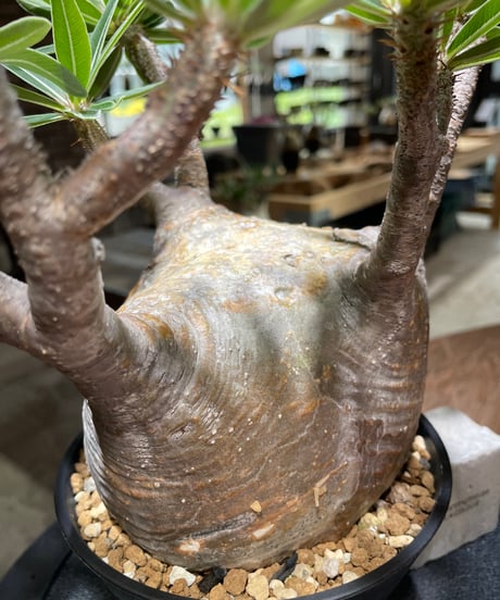 パキポディウム グラキリス　Pachypodium gracilius 　発根済　(gk-477)