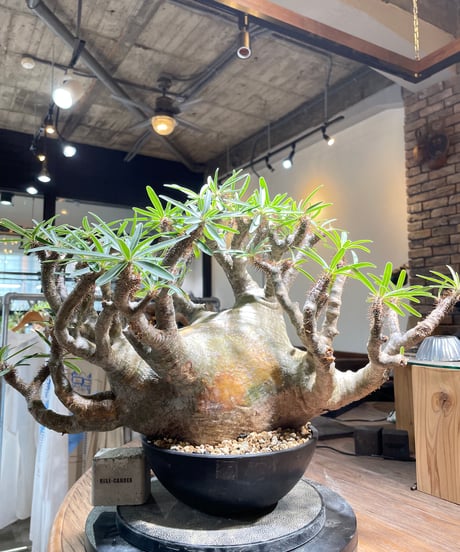 パキポディウム グラキリス　Pachypodium gracilius 　発根済　(gk-496）