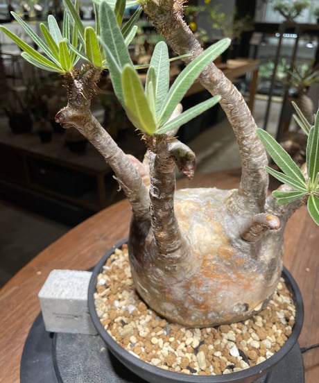 パキポディウム グラキリス　Pachypodium gracilius 　発根済　(gk-463)