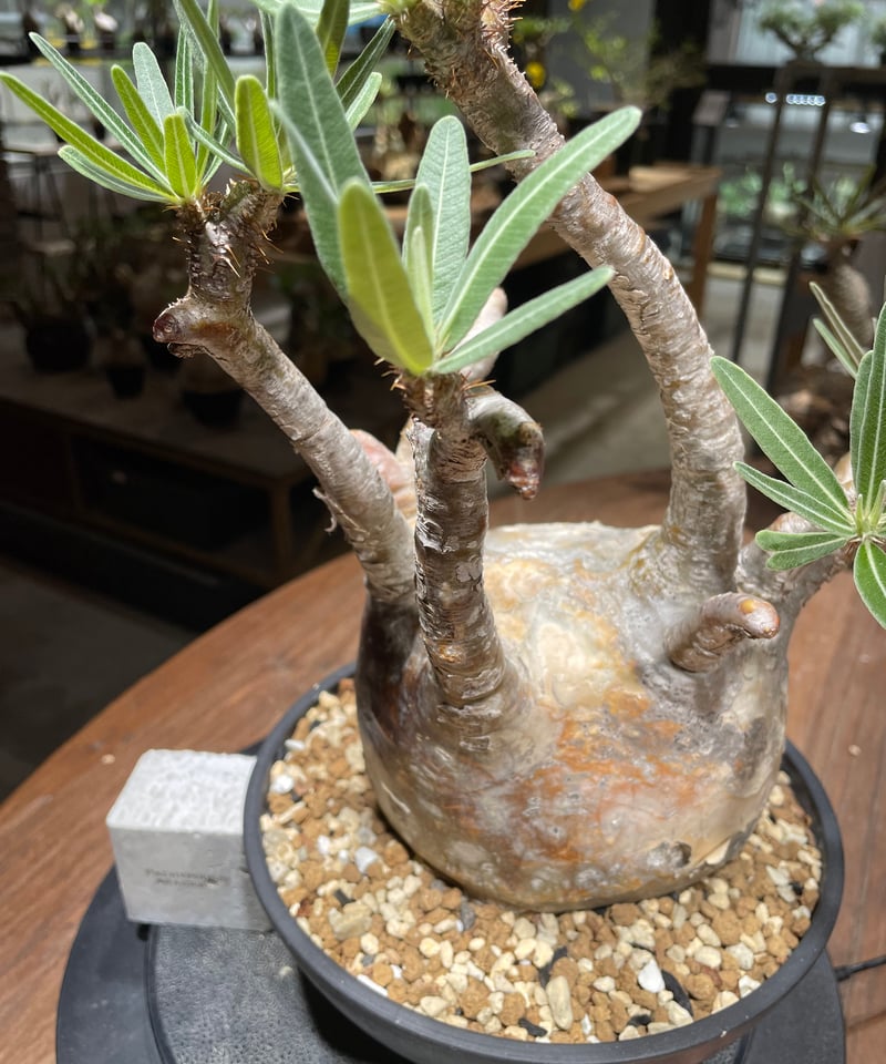 パキポディウム グラキリス Pachypodium gracilius 発根済 (gk-46