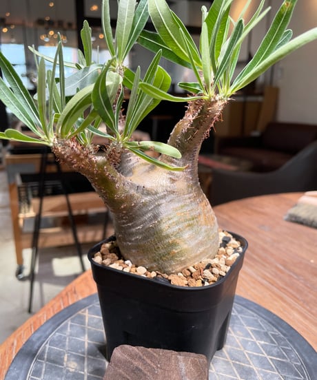 パキポディウム グラキリス　Pachypodium gracilius 　発根済　(gk-383)