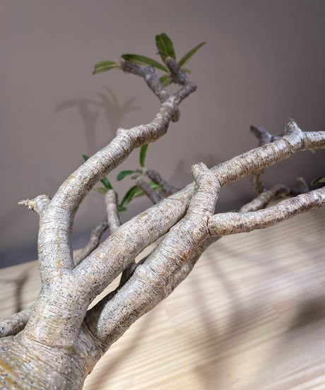 パキポディウム グラキリス　Pachypodium gracilius 　発根済　(商品番号gk-121)