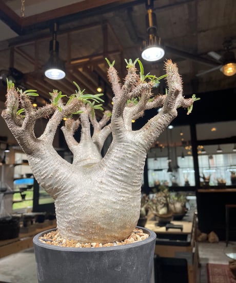 パキポディウム グラキリス　Pachypodium gracilius 　発根済　(gk-303)