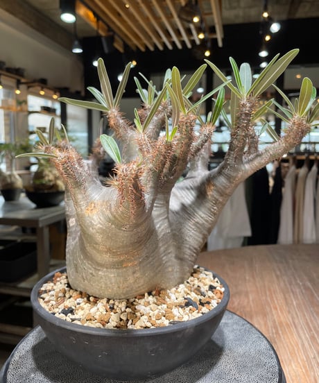パキポディウム グラキリス　Pachypodium gracilius 　発根済　(gk-564)