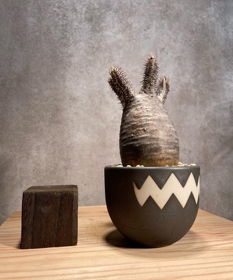 パキポディウム グラキリス　Pachypodium gracilius 　発根済　(商品番号gk-50valiem)  VALIEM 　BOWL　sizeS　(VALIEMタグ付き)