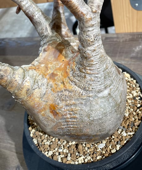 パキポディウム グラキリス　Pachypodium gracilius 　発根済　(gk-427)