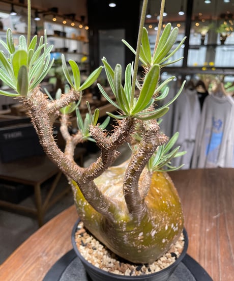 パキポディウム グラキリス　Pachypodium gracilius 　発根済　(gk-448）