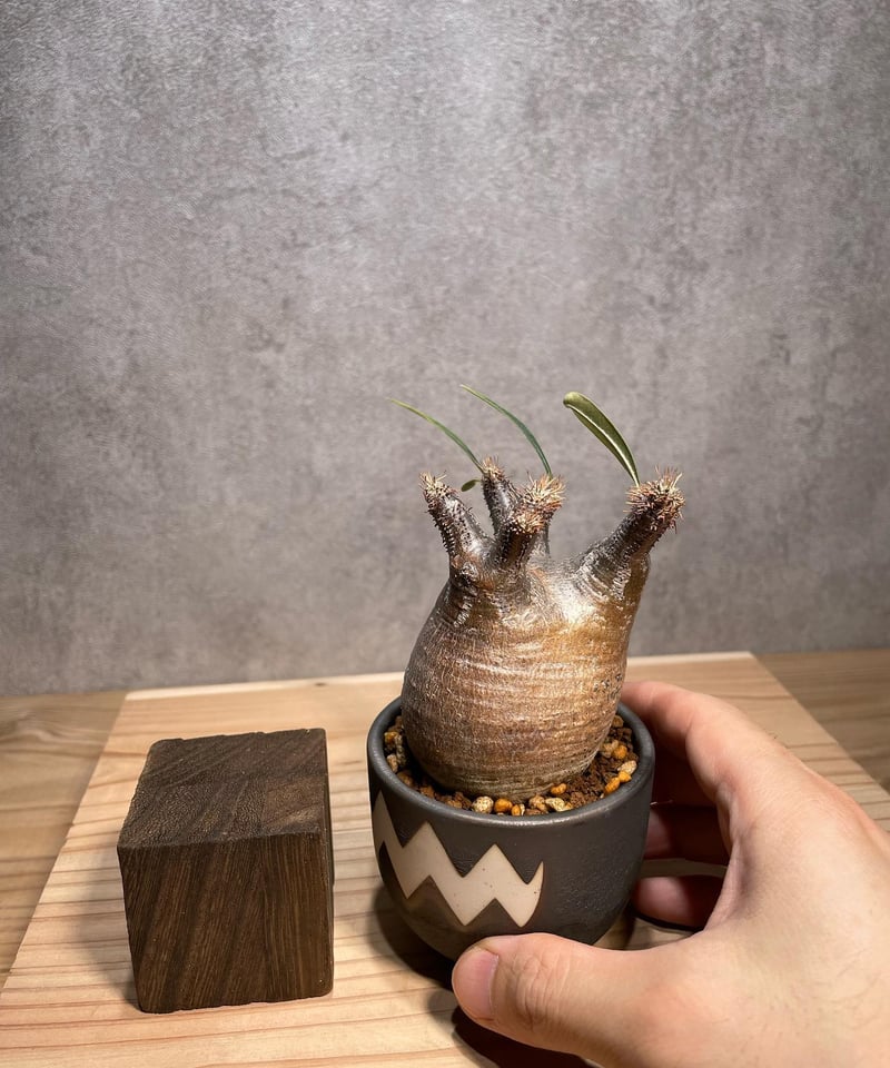 パキポディウム グラキリス Pachypodium gracilius 発根済 (商品 パキポディウム グラキリス Pachypodium gracilius 発根済 (商品