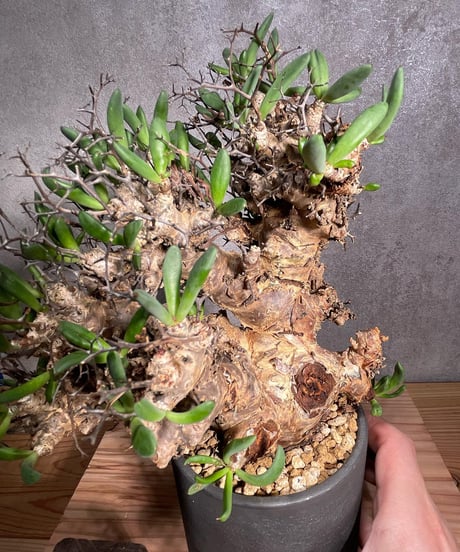 チレコドン レティキュラータス　Tylecodon reticulatus　万物想 　発根済　(商品番号cr-14valiem)VALIEM 　BLOCK　sizeM　(VALIEM巾着、タグ付き)