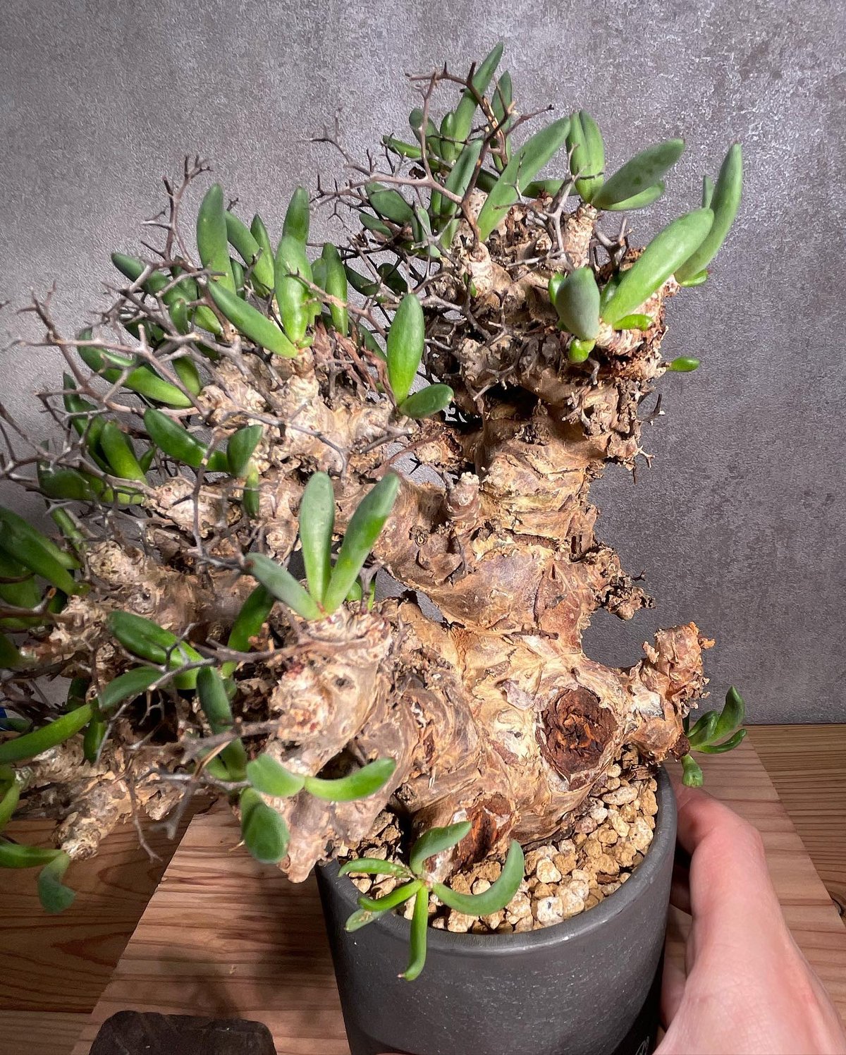 Tylecodon reticulatusチレコドンレティキュラータス万物想 チレコドン レティキュラータス Tylecodon reticulatus 万物想 発根済