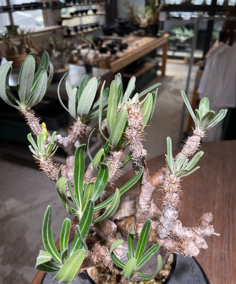 パキポディウム グラキリス　Pachypodium gracilius 　発根済　(gk-560)