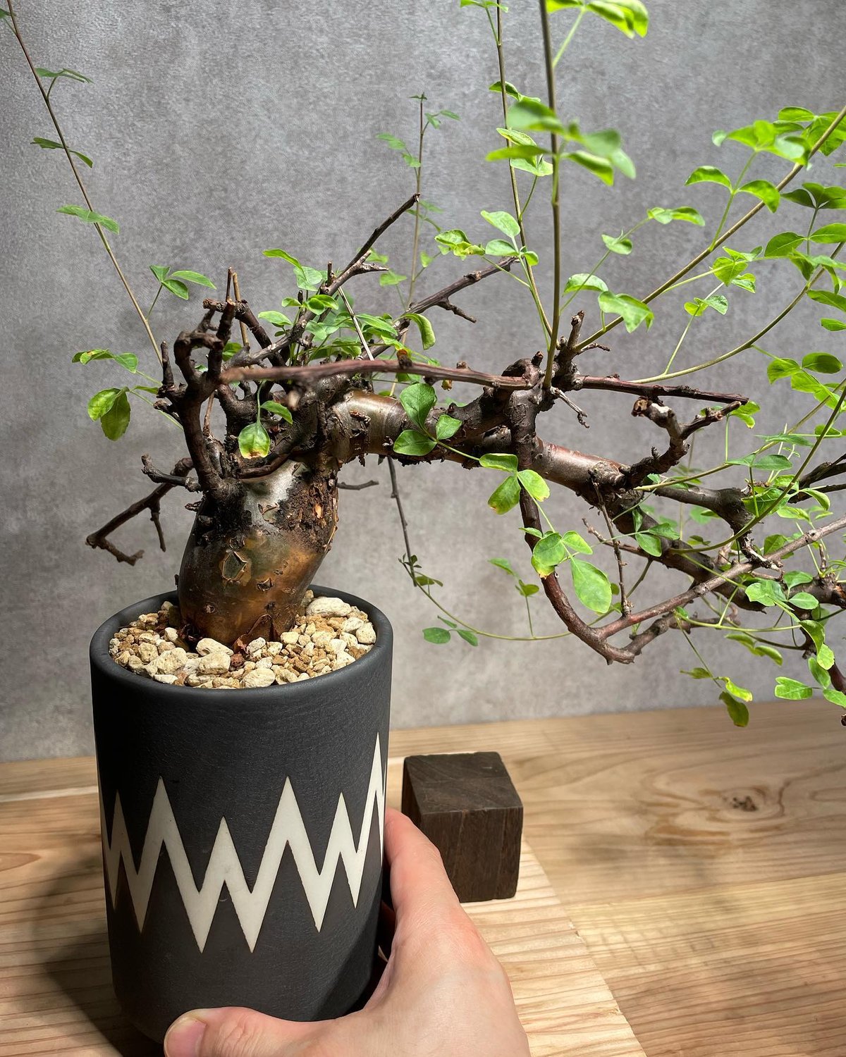 Commiphora omundomba レア 発根済