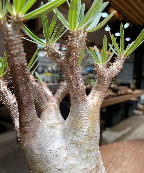 パキポディウム グラキリス　Pachypodium gracilius 　発根済　(gk-452）