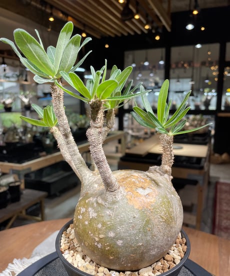パキポディウム グラキリス　Pachypodium gracilius 　発根済　(gk-252)