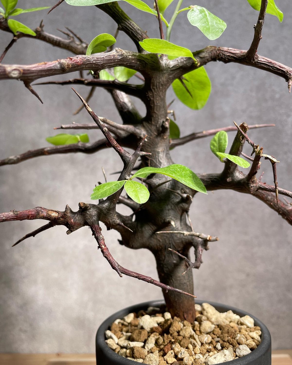 コミフォラ ロストラータ リフレクサ 発根済 (商品番号rr-2valiem