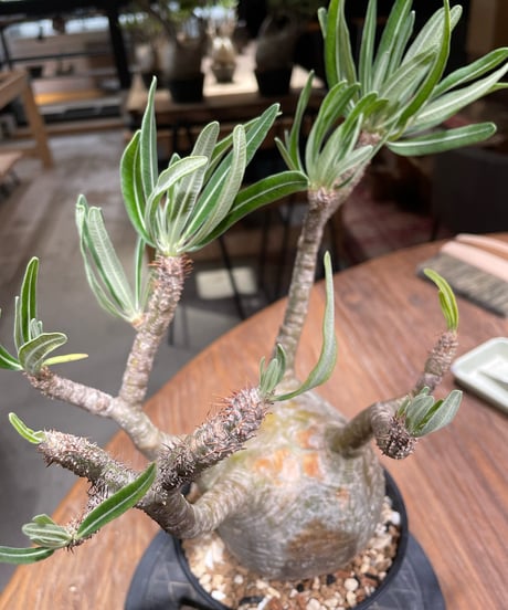 パキポディウム グラキリス　Pachypodium gracilius 　発根済　(gk-372)