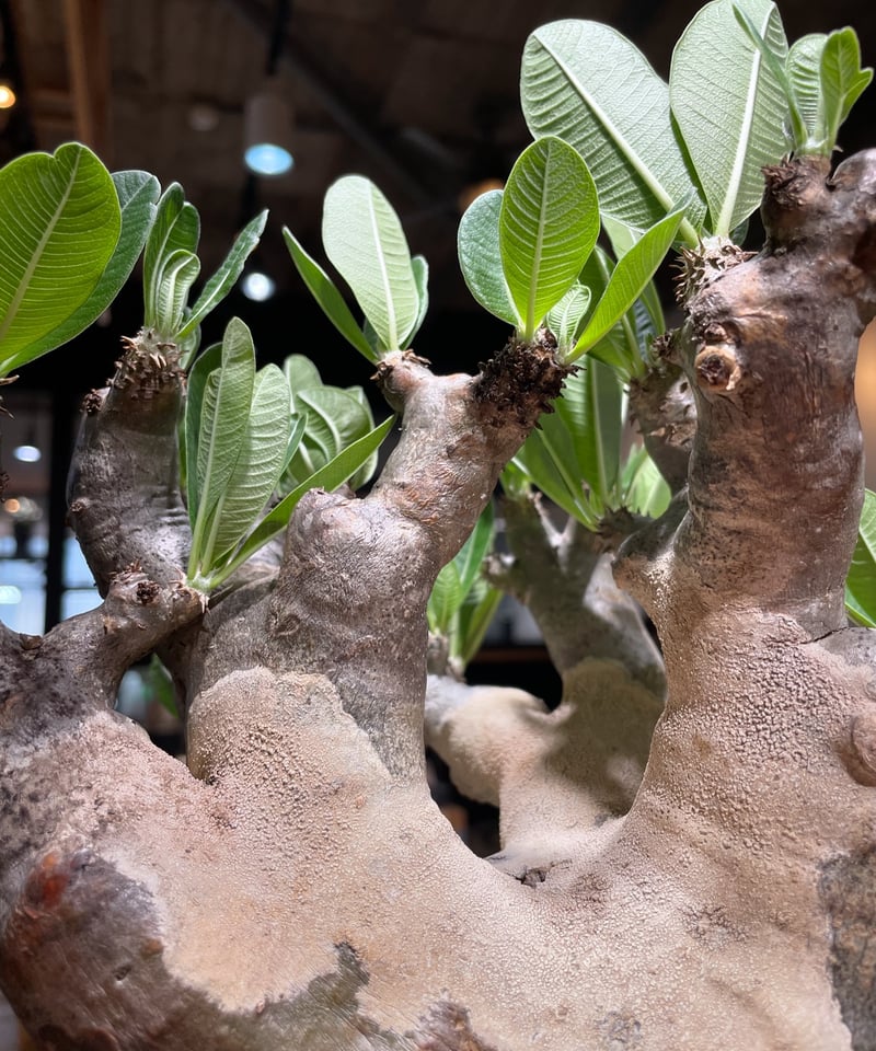 こ*つ様 パキポディウム デンシフローラム　現地球　発根済み パキポディウム デンシフローラム 現地球 大株 | Buenaplant