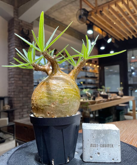 RISE-CAUDEX ONLINE STORE RISE-CAUDEX ONLINE STORE